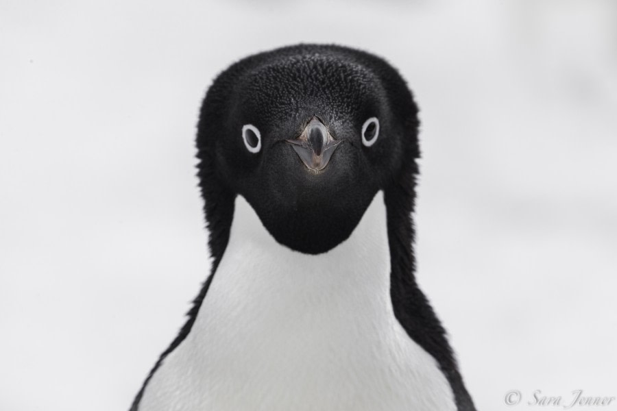 Adelie penguin © Sara Jenner - Oceanwide Expeditions