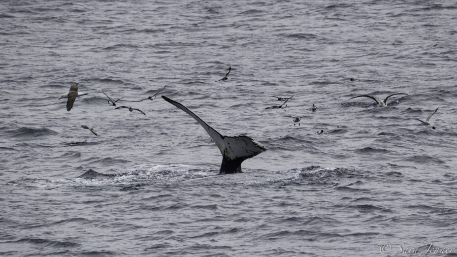 PLA24-19 Day 13 Humpback  1 - Oceanwide Expeditions.jpg