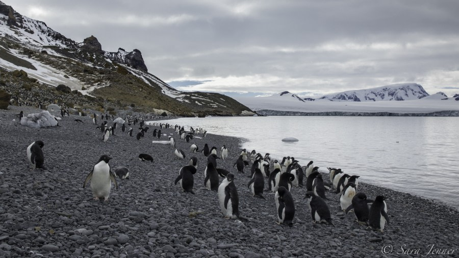 PLA24-19 Day 14 Brownbluff 2 - Oceanwide Expeditions.jpg