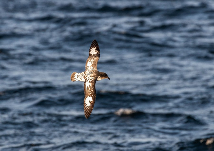 At Sea towards the Antarctica Peninsula