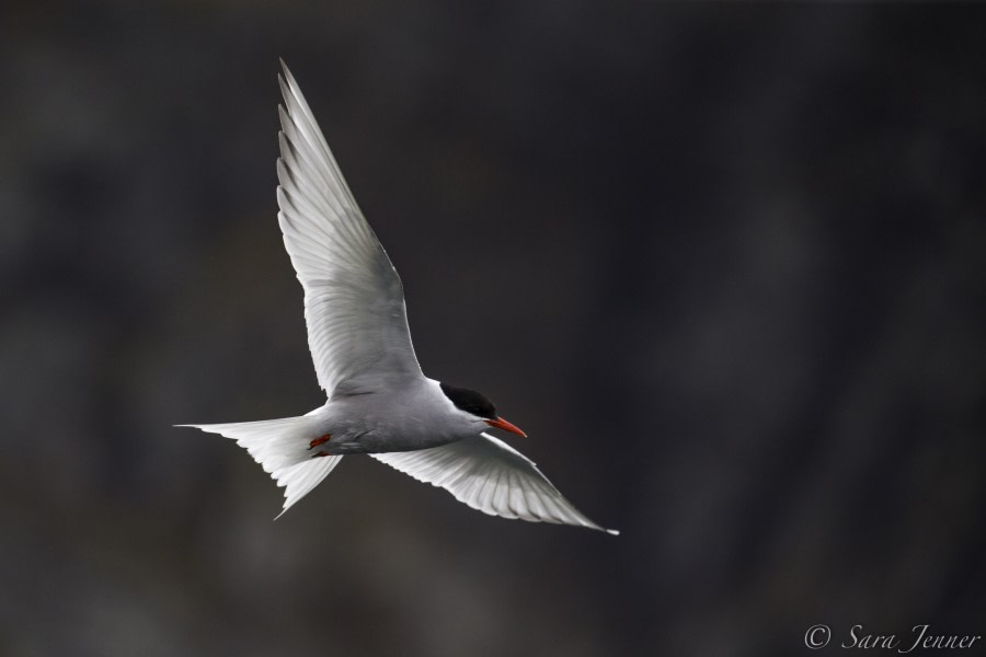 PLA24-19 Day 9 Tern 2 - Oceanwide Expeditions.jpg