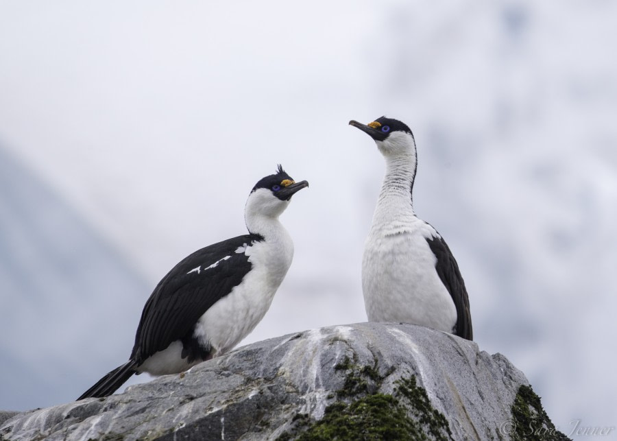 PLA23-19 Day 8 Blue eyed shags 1 - Oceanwide Expeditions.jpg