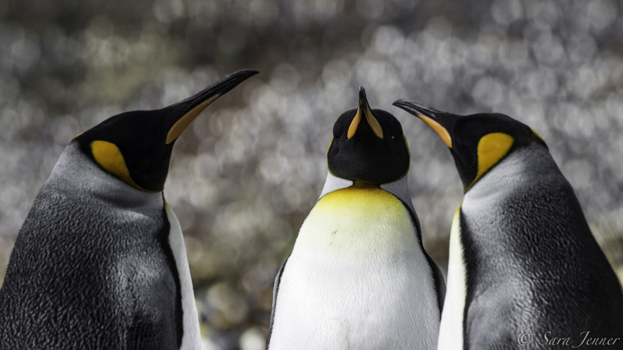 PLA24-19 Day 7 King penguins 1 - Oceanwide Expeditions.jpg