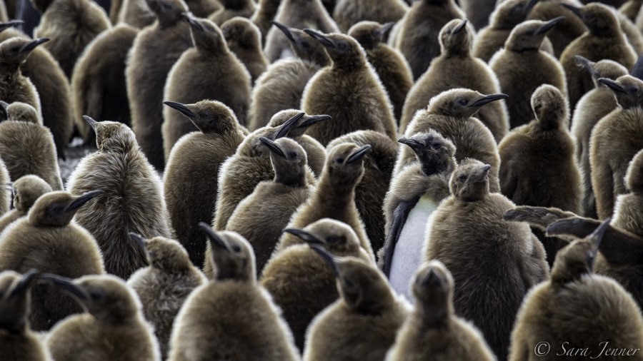 PLA24-19 Day 7 Chicks - Oceanwide Expeditions.jpg