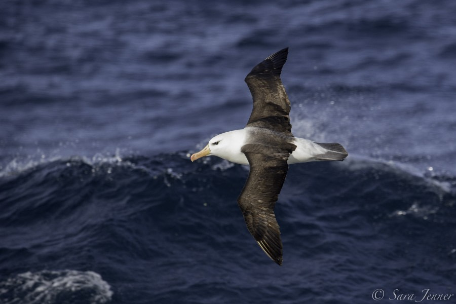 HDS25-19 DAY 02, Blackbrowed -Oceanwide Expeditions.jpg