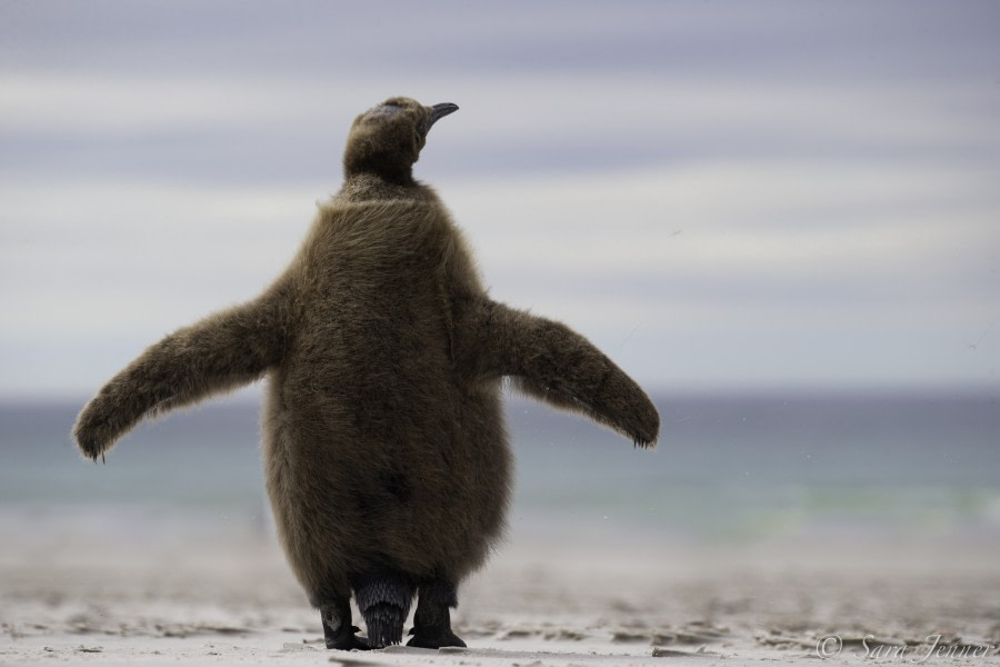 PLA24-19 Day 3 King Penguin chick 1 - Oceanwide Expeditions.jpg