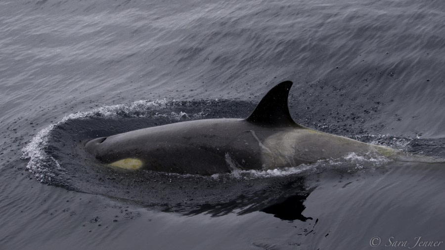 PLA23-19 Day 8 orcas 2 - Oceanwide Expeditions.jpg