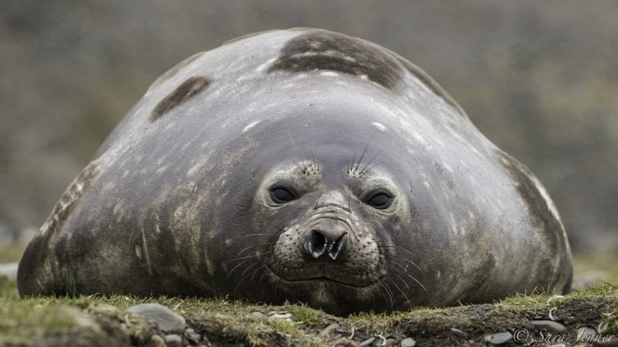 PLA24-19 Day 8 Elephant Seal - Oceanwide Expeditions.jpg