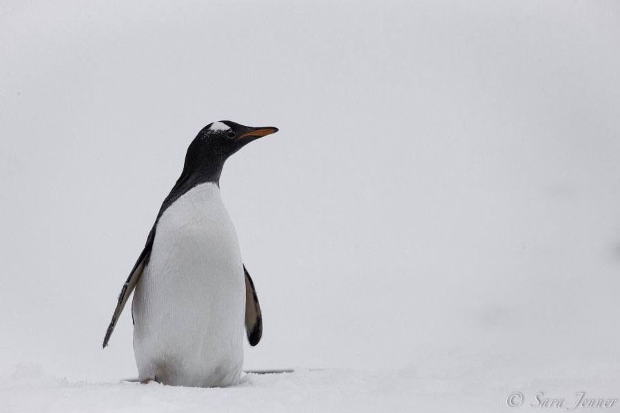 HDS25-19 DAY 07, Gentoo -Oceanwide Expeditions.jpg