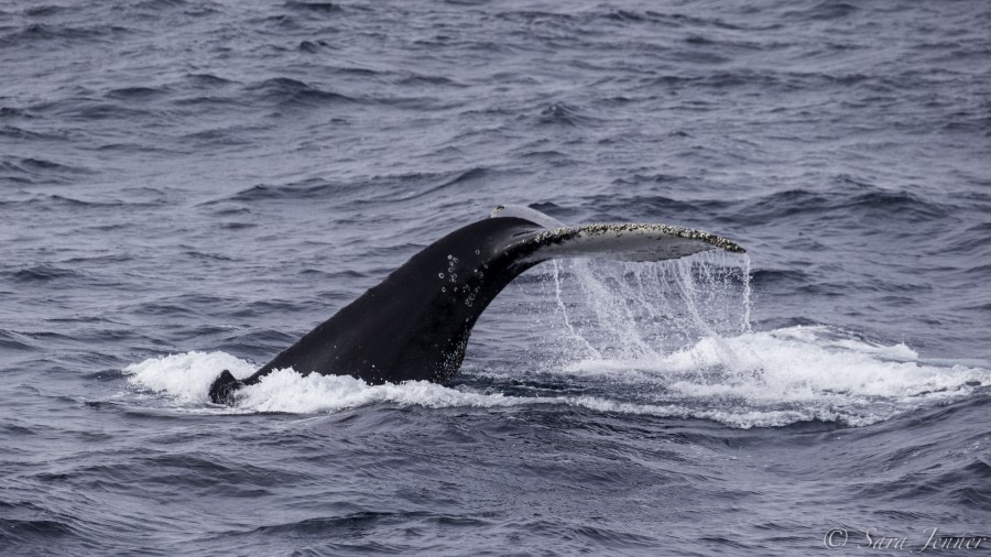 PLA24-19 Day 13 Humpback 13 - Oceanwide Expeditions.jpg