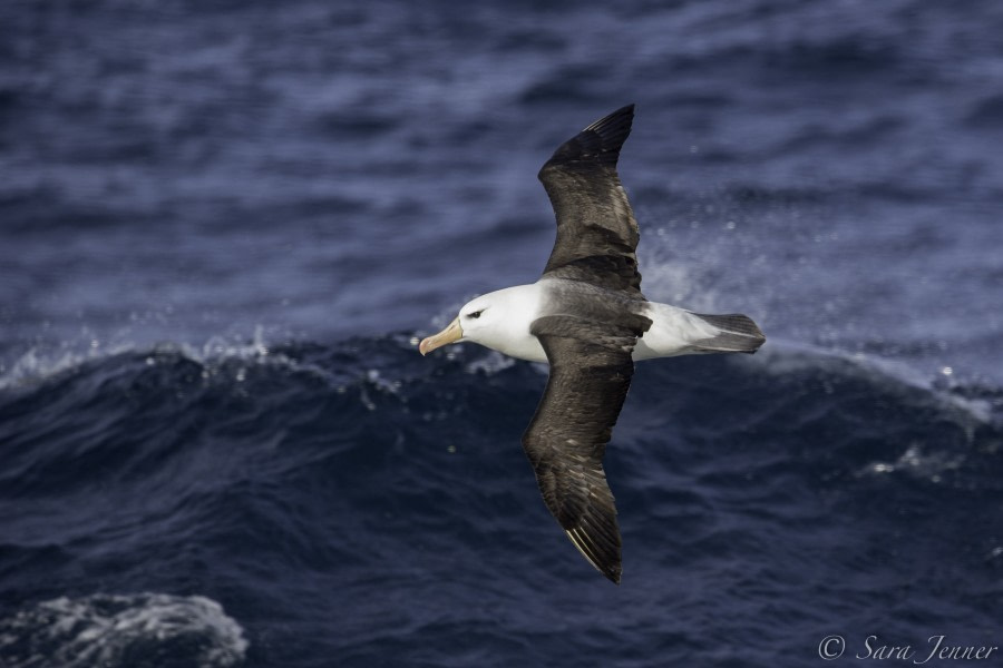 PLA24-19 Day 5 Albatross - Oceanwide Expeditions.jpg