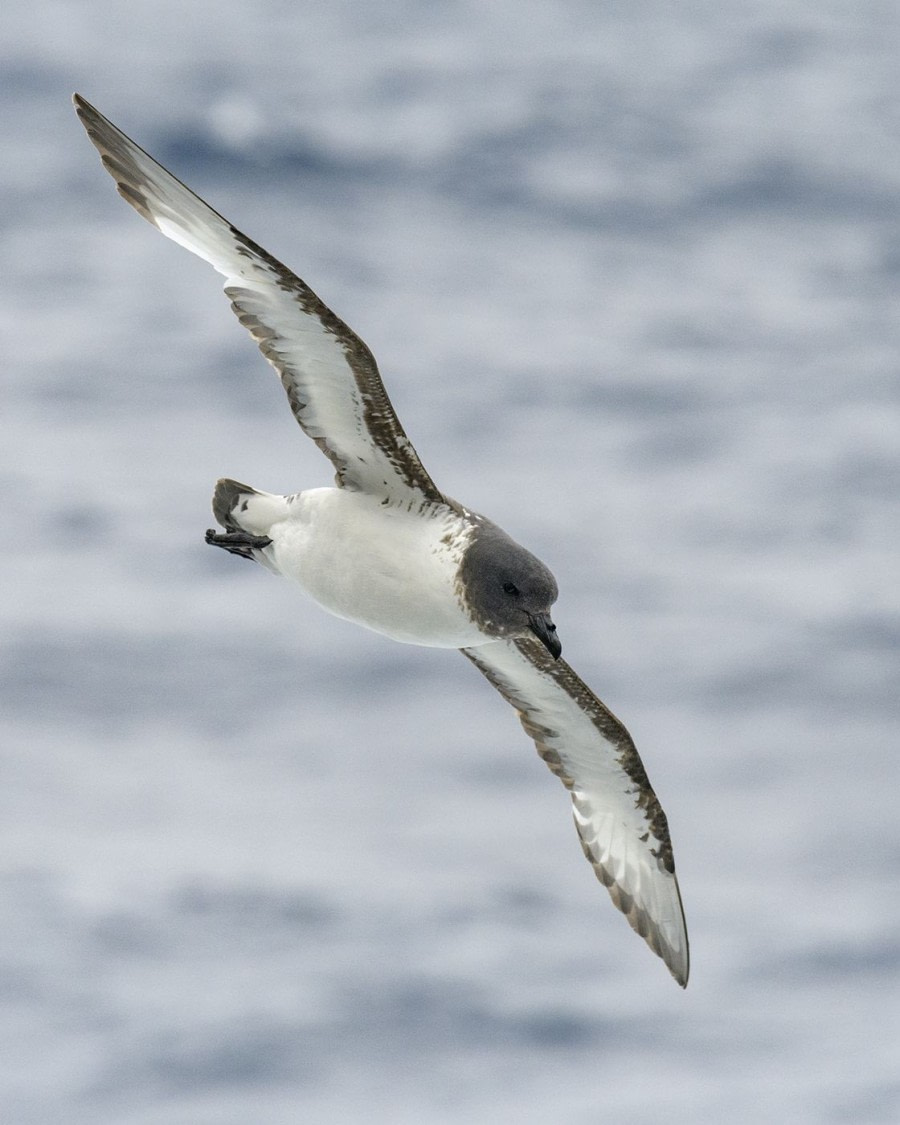 HDS24-19 onderkant  cape petrel -Oceanwide Expeditions.jpg