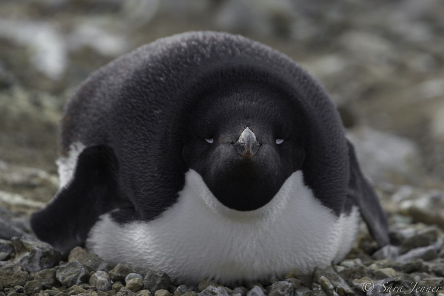 Weddell Sea and Devil Island