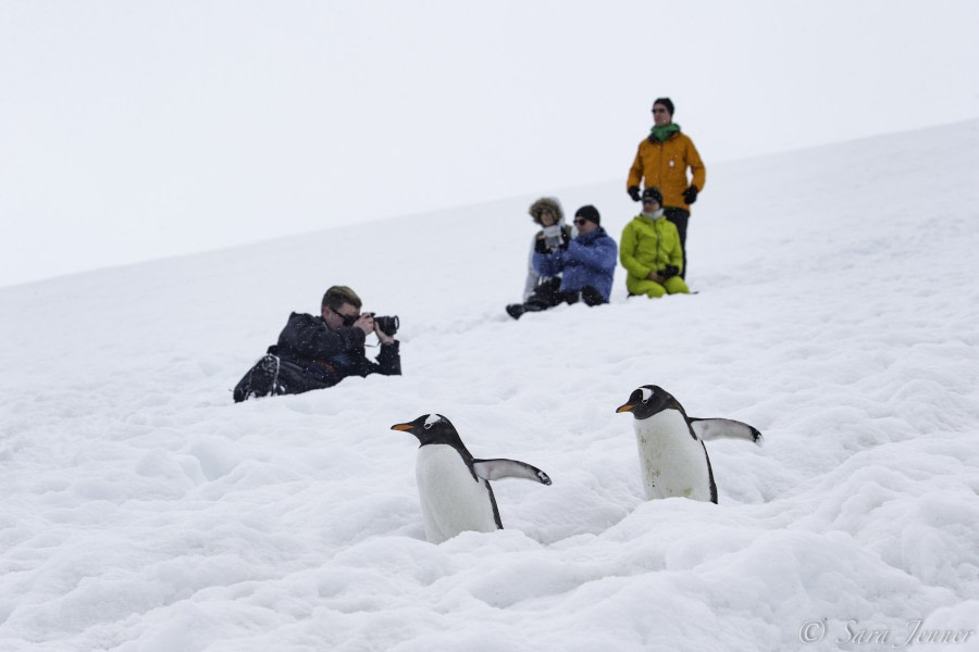 HDS25-19 DAY 07, Danco Island 2 -Oceanwide Expeditions.jpg