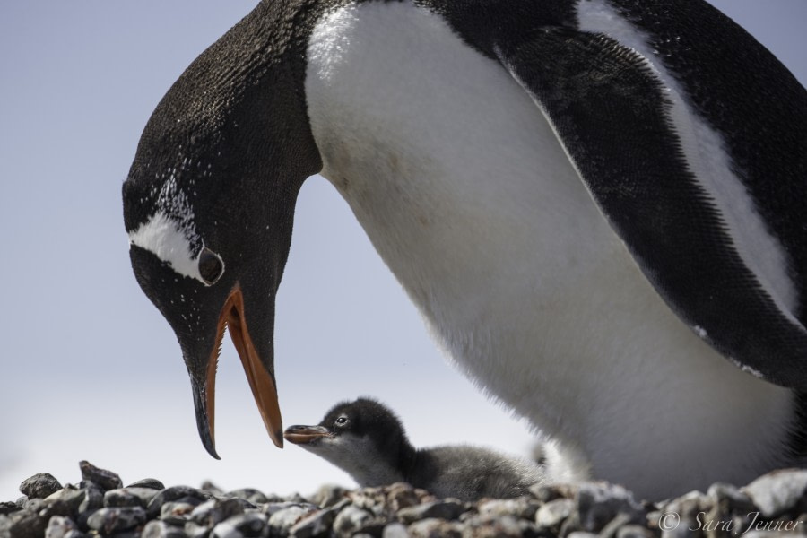 PLA24-19 Day 16 Gentoo and chick 7 - Oceanwide Expeditions.jpg