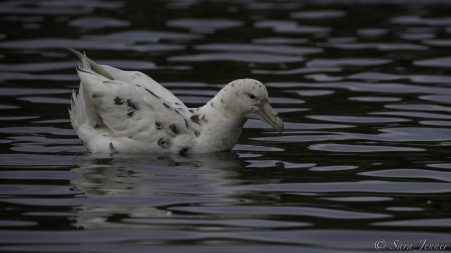 PLA24-19 Day 7 Giant Petrel - Oceanwide Expeditions.jpg