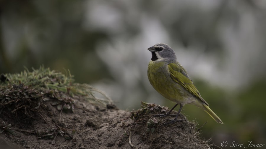 PLA24-19 Day 3 Black throated finch - Oceanwide Expeditions.jpg