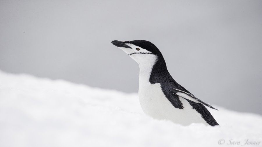 PLA23-19 Day 7 Chinstrap 3 - Oceanwide Expeditions.jpg