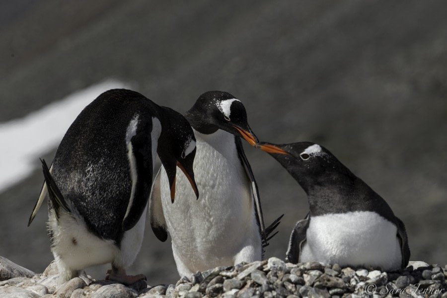 PLA24-19 Day 16 Gentoo 2 - Oceanwide Expeditions.jpg