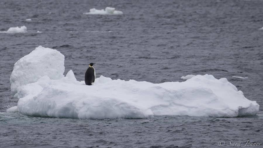 PLA24-19 Day 15 Emperor penguin - Oceanwide Expeditions.jpg