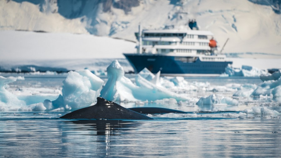 HDS24-19 CuvervilleTwoHumpbackswithHondius -Oceanwide Expeditions.jpg