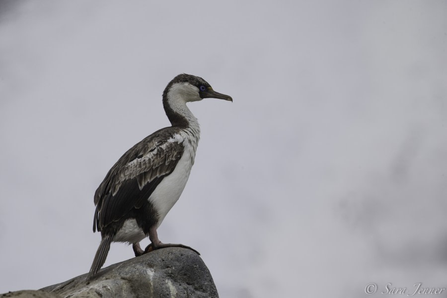 PLA24-19 Day 14 Comorant subadult - Oceanwide Expeditions.jpg