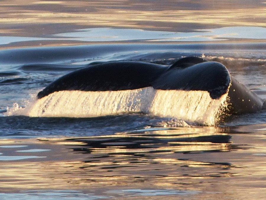 HDS24-19 Humpback flukes in sunset light 2 -Oceanwide Expeditions.JPG