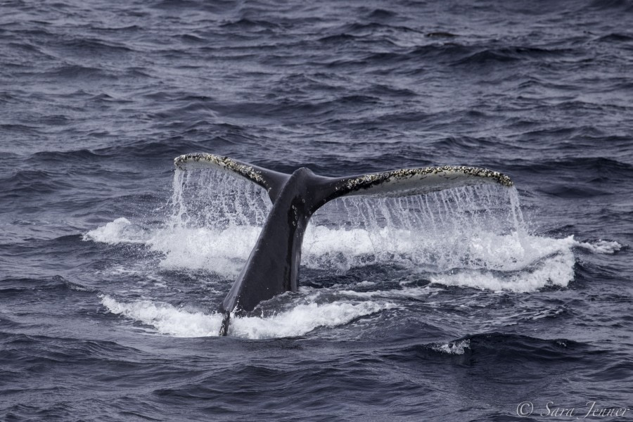 PLA24-19 Day 13 Humpback  10 - Oceanwide Expeditions.jpg