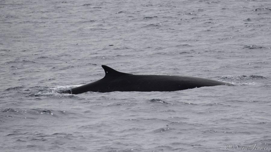 PLA24-19 Day 13 Fin whale - Oceanwide Expeditions.jpg