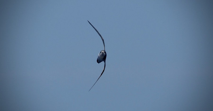 HDS25-19 DAY 03, slenderbilledpetrel-meikesjoer -Oceanwide Expeditions.jpg