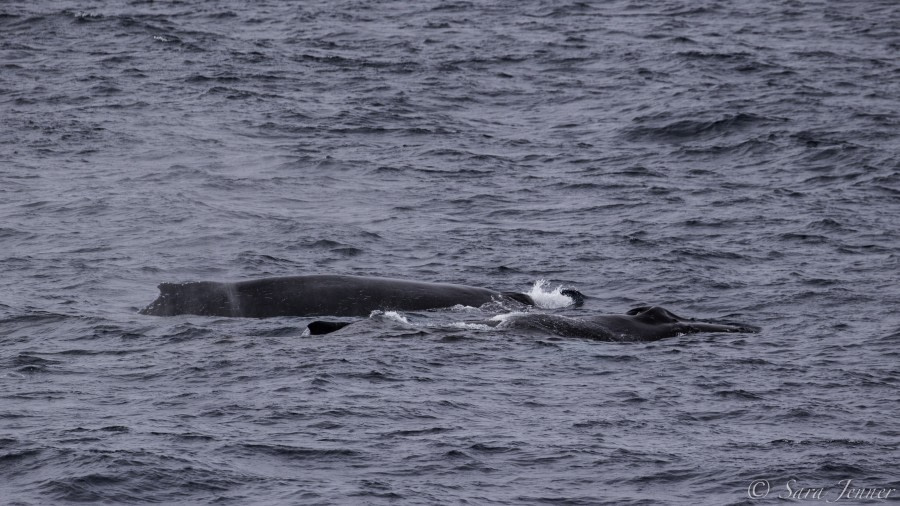 HDS25-19 DAY 03, Feeding humpbacks -Oceanwide Expeditions.jpg