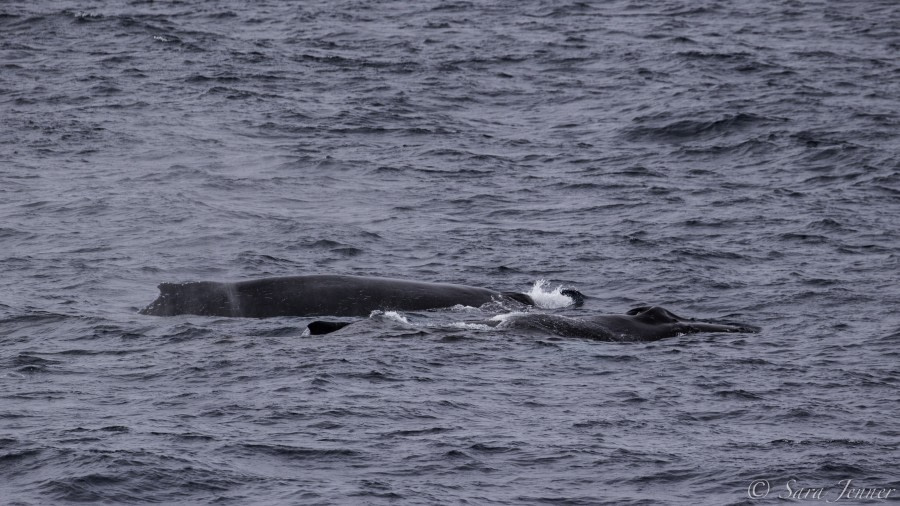 At Sea, Drake Passage