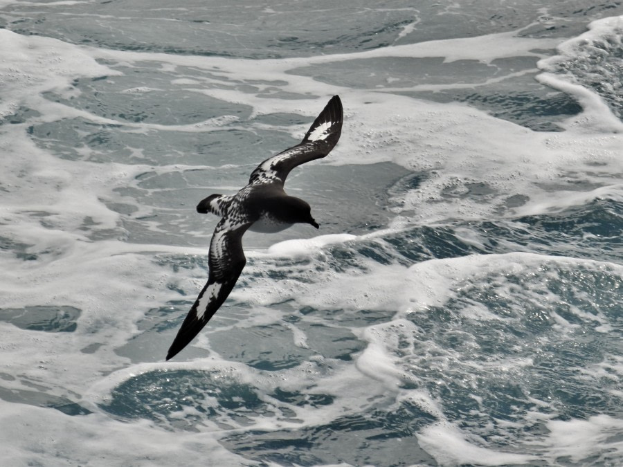 Drake Passage