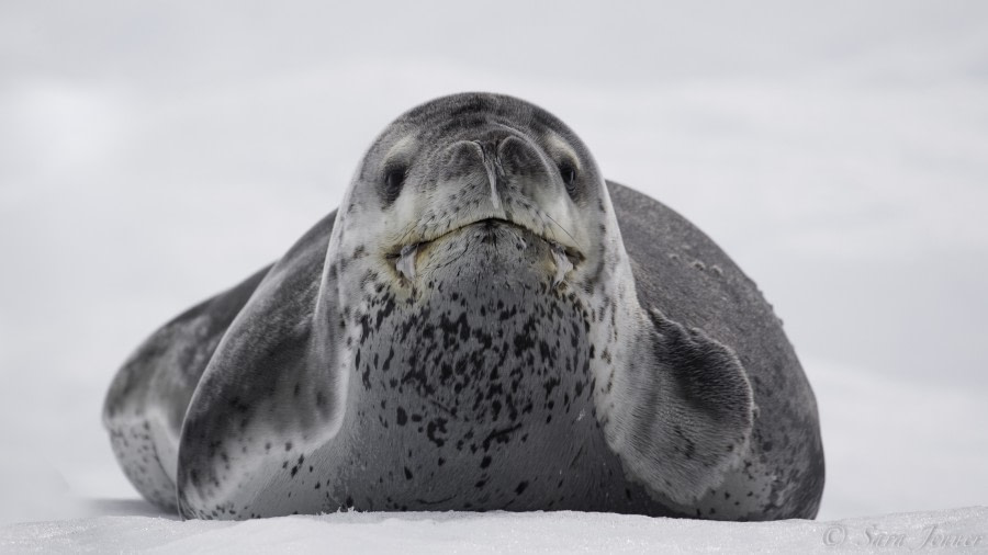 PLA23-19 Day 7 Leopard Seal - Oceanwide Expeditions.jpg