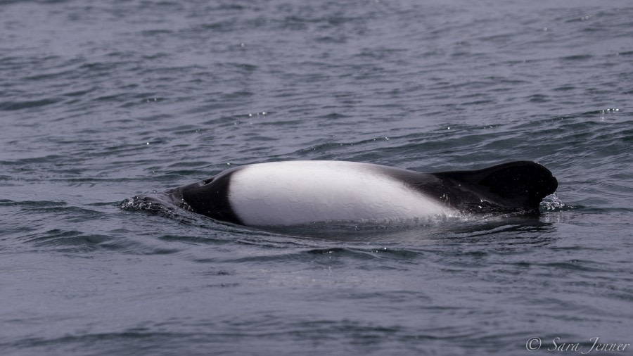 PLA24-19 Day 3 Commerson dolphin - Oceanwide Expeditions.jpg