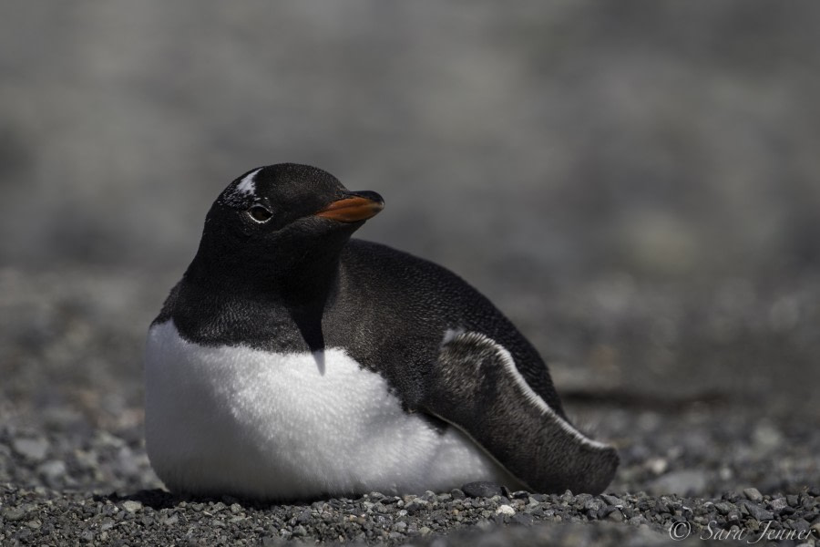 PLA24-19 Day 16 Gentoo - Oceanwide Expeditions.jpg