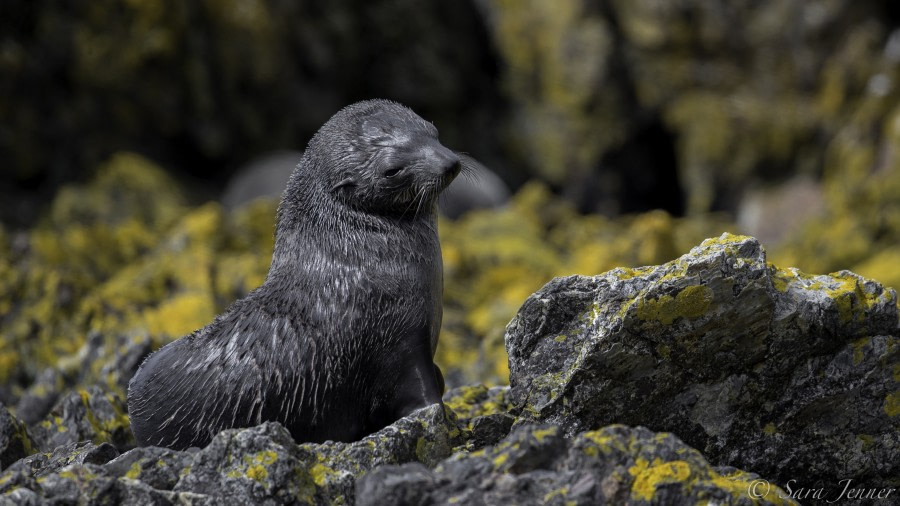 PLA24-19 Day 7 Fur Seal - Oceanwide Expeditions.jpg