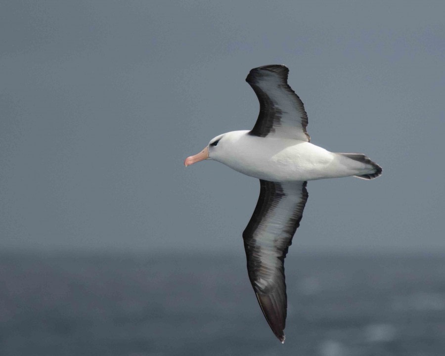 HDS24-19 Black-browed Albatrossmeikesjoer -Oceanwide Expeditions.jpg