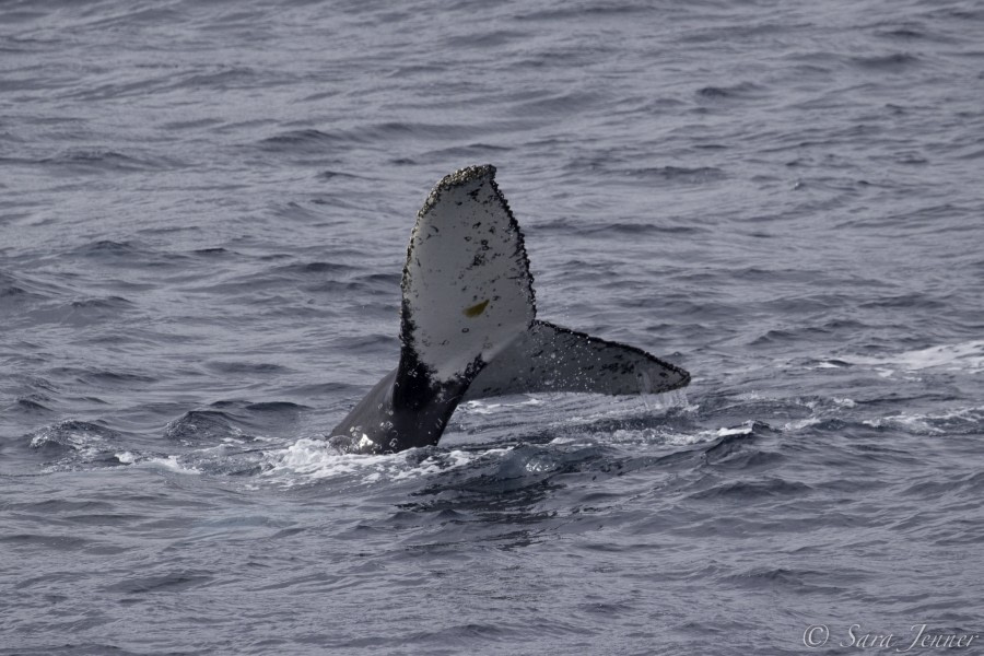 PLA24-19 Day 13 Humpback 14 - Oceanwide Expeditions.jpg