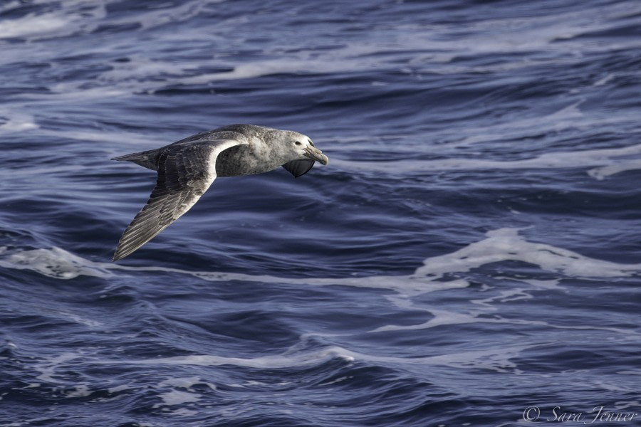 HDS25-19 DAY 09, Petrel -Oceanwide Expeditions.jpg