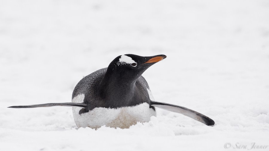 PLA23-19 Day 7 Gentoo - Oceanwide Expeditions.jpg