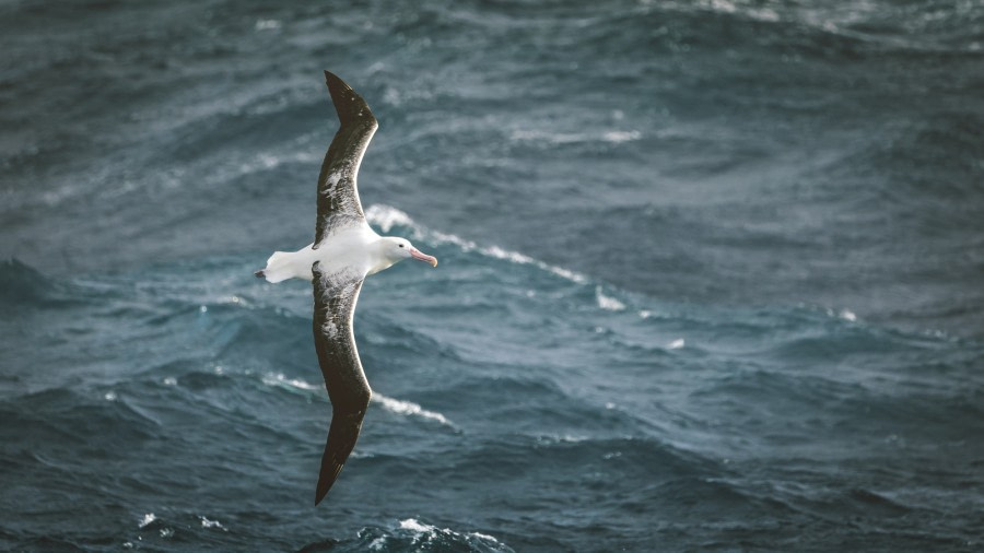 At Sea, Drake Passage