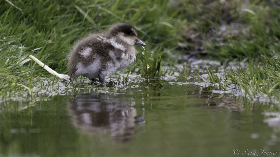 PLA24-19 Day 3 Crested duck chick - Oceanwide Expeditions.jpg