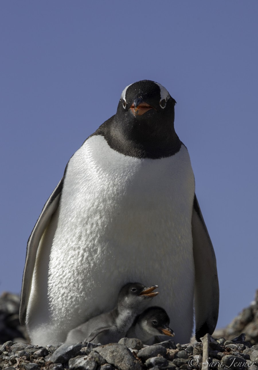 PLA24-19 Day 16 Gentoo 3 - Oceanwide Expeditions.jpg