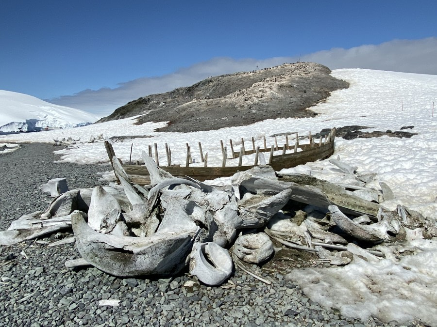 Mikkelsen Harbour Whale bones © Unknown Photographer - Oceanwide Expeditions.jpg