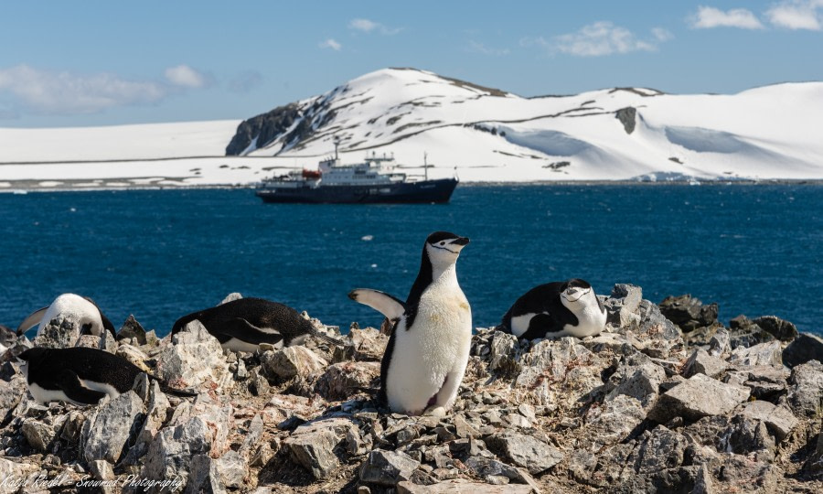 PLA24-19 Day 16 20191215_Katja Riedel_DSC_4364 - Oceanwide Expeditions.jpg