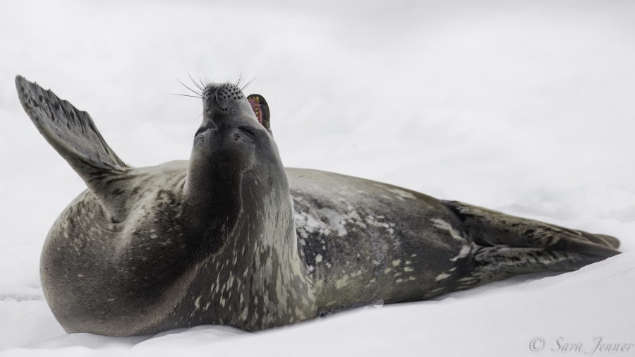 HDS25-19 DAY 07, Wedddell Seal -Oceanwide Expeditions.jpg