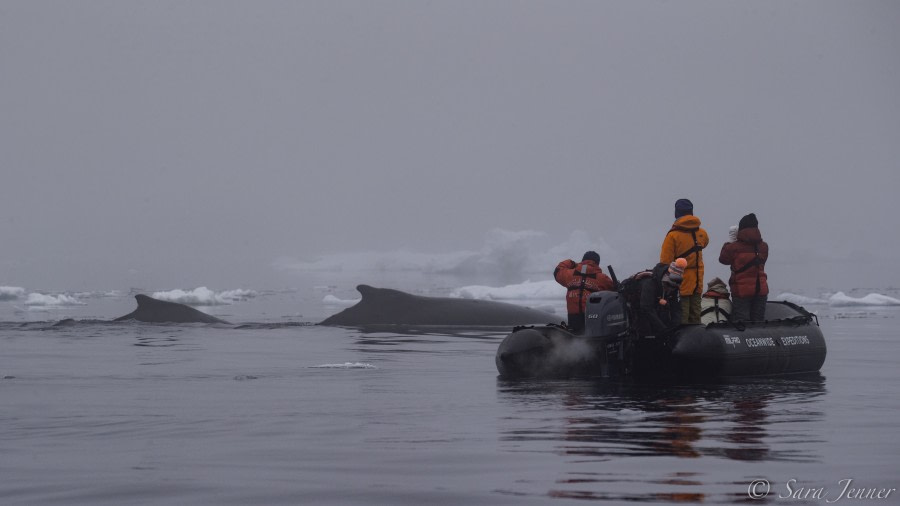 HDS26-19, DAY 04, Humpback_WeddellSea - Oceanwide Expeditions.jpg