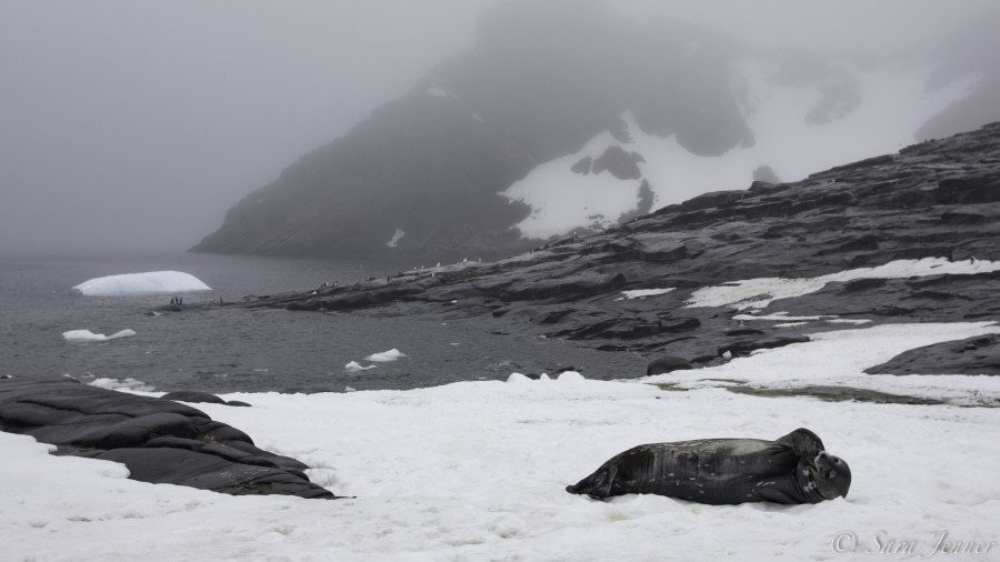 HDS26-19, DAY 05, Weddell seal-2 - Oceanwide Expeditions.jpg