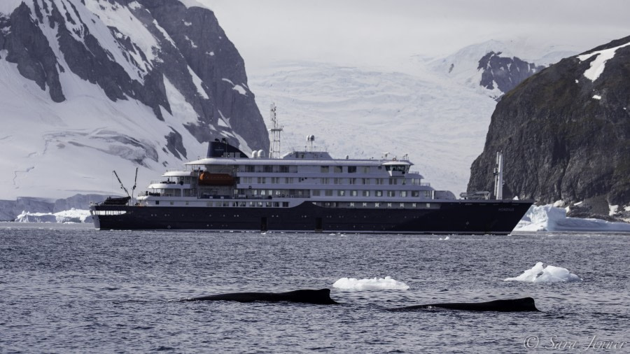 HDS26-19, DAY 07, Humpbacks and Hondius - Oceanwide Expeditions.jpg